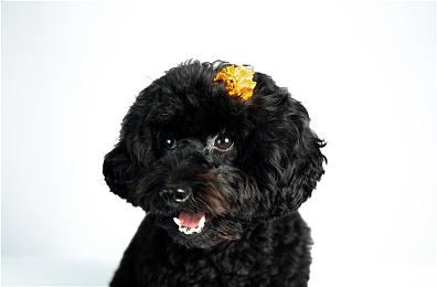 维塔士：任何60帧XSS游戏都能轻松移植到Switch 2